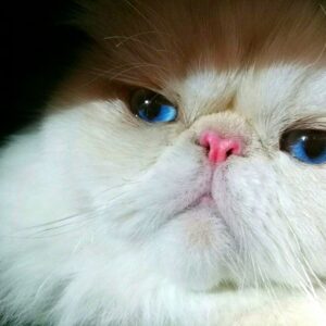 Memilih Kucing Sebagai Hewan Peliharaan, Ini Manfaatnya