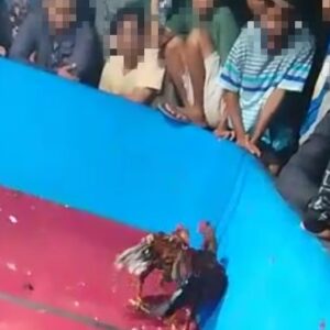 Aktivitas Judi Sabung Ayam di Candi Sidoarjo Bebas Beroperasi, Oknum Pengusaha Rokok Diduga Turut Andil