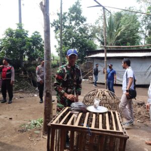 Kompak, Polres Malang dan TNI Robohkan Arena Sabung Ayam di Kepanjen