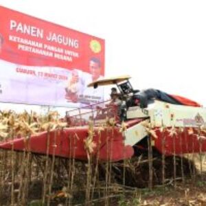 Kementerian Pertahanan RI Panen Raya Jagung di Lahan Food Estate, Jawa Barat