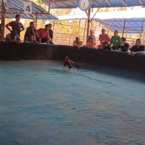 Digerebek Atau Hanya Sekedar Simulasi, Dugaan Arena Sabung Ayam di Srengat Kembali Beraktivitas? Rilis Polres Dan Kebocoran Informasi Dipertanyakan